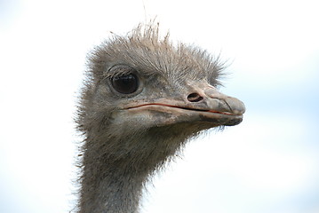 Image showing ostrich