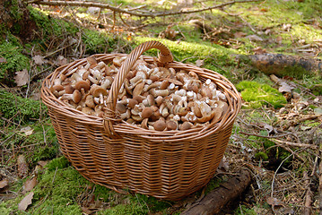 Image showing Mushrooms in big basket