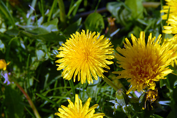 Image showing Dandelions