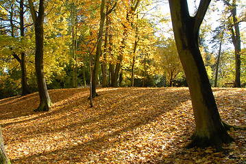 Image showing Autumn in an park