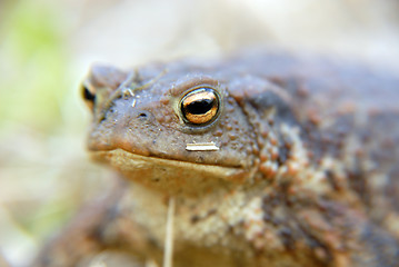 Image showing eye of frog