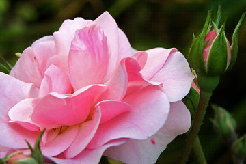 Image showing pink rose