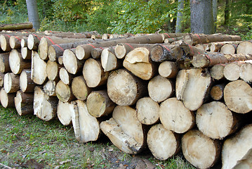 Image showing pile of Wood