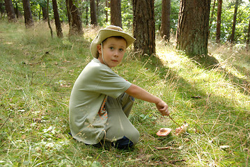 Image showing A boy picking mushrooms in a forest.