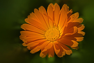 Image showing orange aster