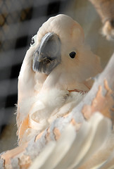 Image showing White parrot