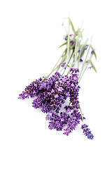 Image showing lavender flowers