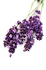 Image showing lavender flowers