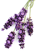 Image showing lavender flowers