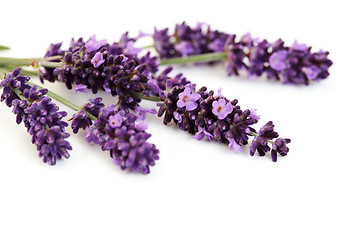 Image showing lavender flowers