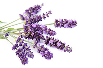 Image showing lavender flowers