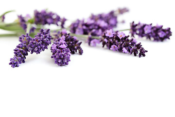 Image showing lavender flowers