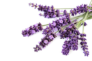 Image showing lavender flowers