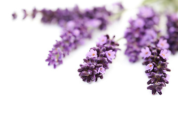 Image showing lavender flowers