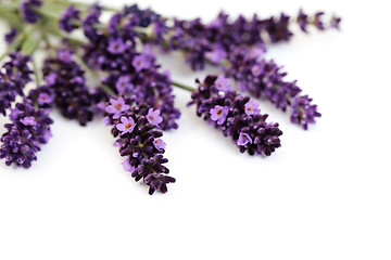 Image showing lavender flowers