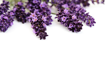 Image showing lavender flowers