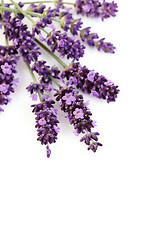 Image showing lavender flowers