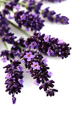 Image showing lavender flowers