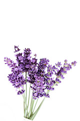 Image showing lavender flowers