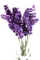 Image showing lavender flowers