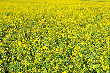 Image showing Wildflowers