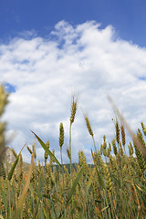 Image showing Wheat field