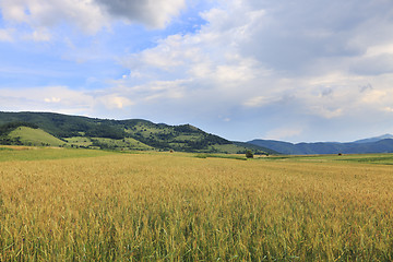 Image showing Wheat field