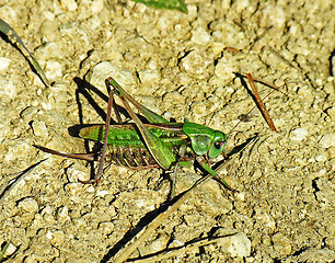 Image showing Grasshopper