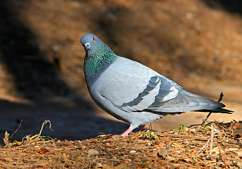 Image showing Pigeon