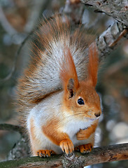 Image showing Squirrel