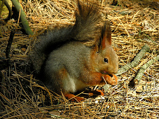 Image showing Squirrel