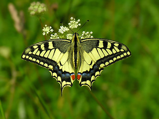 Image showing The butterfly Machaon