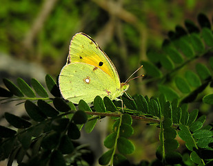 Image showing The butterfly