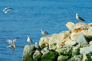 Image showing The seagull on sea coast