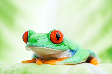 Image showing frog on a leaf close up