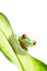 Image showing frog on a leaf isolated white