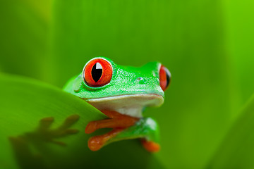 Image showing frog in a plant