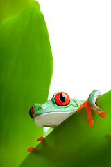 Image showing frog on a leaf isolated white