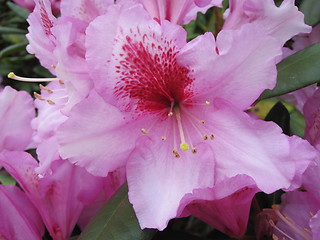 Image showing Rhododendron