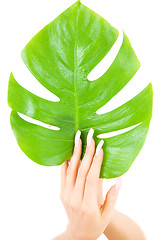 Image showing female hands with green leaf