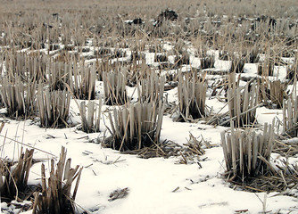Image showing Winter rice field detail