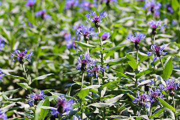 Image showing Cornflowers