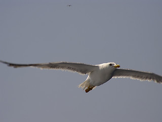 Image showing Seagull at Flight