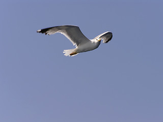 Image showing Seagull