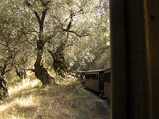 Image showing Train and Olive Trees