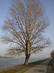 Image showing Tree At River Bank