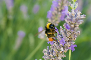 Image showing bee in a flower