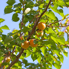 Image showing Apricots