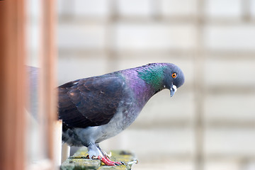 Image showing Pigeon