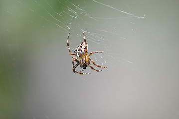 Image showing Spider